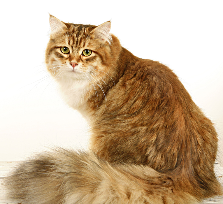 sibirisk katt Klimpen